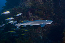 Broadnose / Bluntnose sevengill shark / Spotted cow shark {Notorynchus cepedianus} accompanied by Koheru / Trevally / Scad {Decapterus koheru}  New Zealand, South Pacific Ocean.