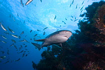 Broadnose / Bluntnose sevengill shark / Spotted cow shark, {Notorynchus cepedianus} with Mackerel {Trachurus sp.} New Zealand, South Pacific Ocean.