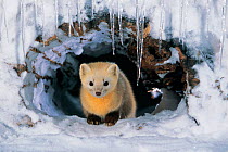 Japanese weasel {Mustela itatsi} in burrow in snow and ice. Japan