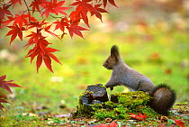 Japanese squirrel {Sciurus lis} and Red maple leaves. Japan