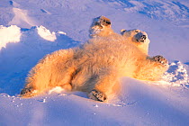 Polar bear relaxing on its back in snow {Ursus maritimus}