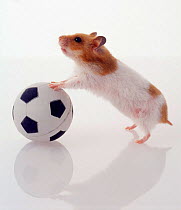 Syrian / Golden hamster playing with ball {Mesocricetus auratus}