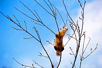 Japanese Sable {Martes zibellina brachyura} climbing tree, Japan