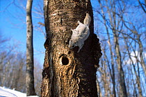 Siberian flying squirrel {Pteromys volans} approaching nest hole, Japan