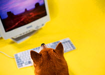 Domestic dog looking at computer