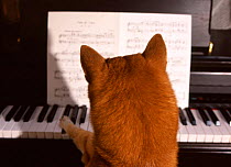Domestic dog 'playing' piano