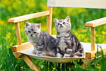 Domestic cat, two kittens on chair