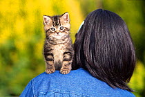 Domestic cat, kitten sitting on woman's shoulder