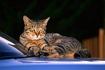Domestic cat resting on car bonnet