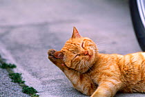 Ginger Domestic cat rubbing ear.