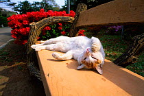 Domestic cat resting on park bench