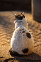 Domestic cat, white with bronw spots,  sitting rear view