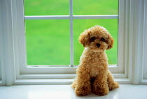 Domestic dog, Orange poodle sitting by window