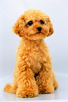 Domestic dog, Orange poodle portrait