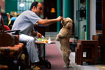 Domestic dog, Poodle standing on back legs begging  food from man