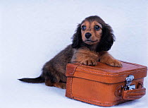 Domestic dog, Miniature Dachshund with small leather suitcase