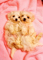 Domestic dog, Two white puppies lying down on their back on pink blanket looking up