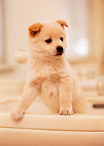 Domestic dog, Puppy standing in washbasin