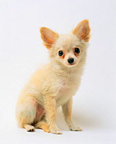 Domestic dog, Cream Chihuahua