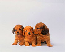 Domestic dog, Three Miniature Dachshund puppies