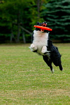 Domestic dog, Border Collie jumping to catch a frisbee