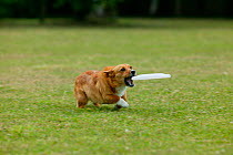 Domestic dog, Corgi running to catch a frisbee