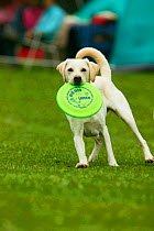 Domestic dog, Labrador Retriever with frisbee in its mouth