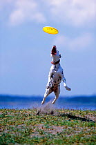 Domestic dog, Dalmatian jumping to catch a frisbee