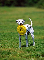 Domestic dog, Dalmatian with frisbee in its mouth