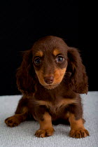 Domestic dog, Dachsund puppy