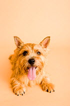 Domestic dog, Norwich Terrier panting