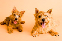 Domestic dog, two Norwich Terriers panting