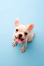 Domestic dog, French Bulldog puppy looking up