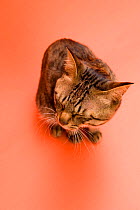 Looking down on Domestic cat sitting, orange background