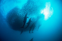 Common dolphins (Delphinus delphis) preying on "baitball" of sardines (Sardinops sagax), South Africa