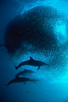 RF- Common dolphins (Delphinus delphis) preying on 'baitball' of sardines (Sardinops sagax), South Africa. (This image may be licensed either as rights managed or royalty free.)