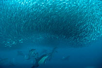 Common dolphins (Delphinus delphis) preying on "baitball" of sardines (Sardinops sagax), South Africa