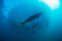 Common dolphins (Delphinus delphis) preying on "baitball" of sardines (Sardinops sagax), South Africa.