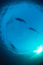 Common dolphins {Delphinus delphis} feeding on sardines {Sardinops sagax} during annual "Sardine Run", South Africa.