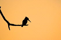 Pied Kingfisher silhouetted at dusk (Ceryle rudis) Moremi GR, Delta Okavango,  Botswana