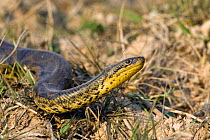 Anaconda {Eunectes murinus} crossing dry land sniffing the air for prey, Pantanal, Brazil. Dry Season.