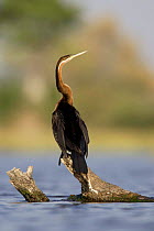 African Darter (Anhinga rufa) Okvango Delta, Botswana