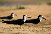 Black skimmers (Rynchops niger) on riverbank of Cuiaba River, Pantanal, Brazil .