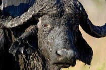 African Buffalo (Syncerus caffer) head portrait after mud bath, Okavango Delta, Botswana