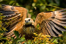 Black Collared Hawk (Busarellus nigricollis) displaying wings spread, Pantanal, Brazil