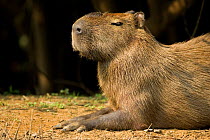 Capybara (Hydrochaeris hydrochaeris) sunning on riverbank, Pantanal, Brazil.