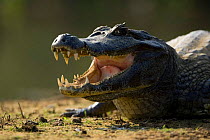Spectacled Caiman / Jacare (Caiman crocodilus) 'panting' to cool down on river bank. Pantanal, Brazil.