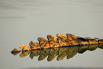 Scales on tail of Spectacled Caiman / Jacare in water (Caiman crocodilus) Pantanal, Brazil.