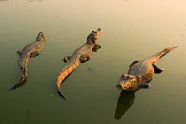 Spectacled Caiman / Jacare in shallows (Caiman crocodilus) Pantanal, Brazil.