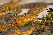 Spectacled Caiman / Jacare on river bank (Caiman crocodilus) Pantanal, Brazil.